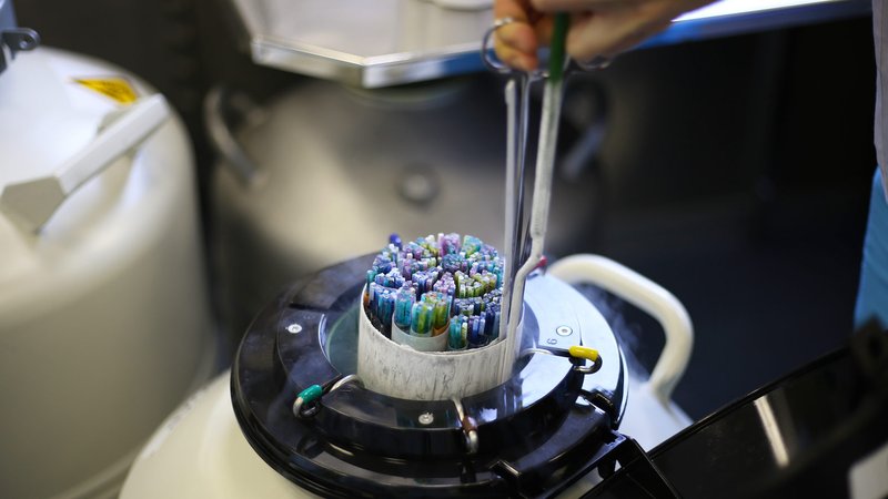 Embryos