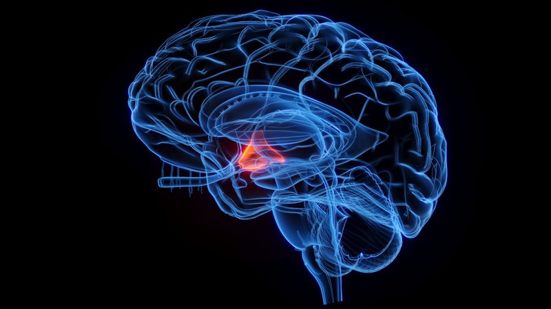 Brain