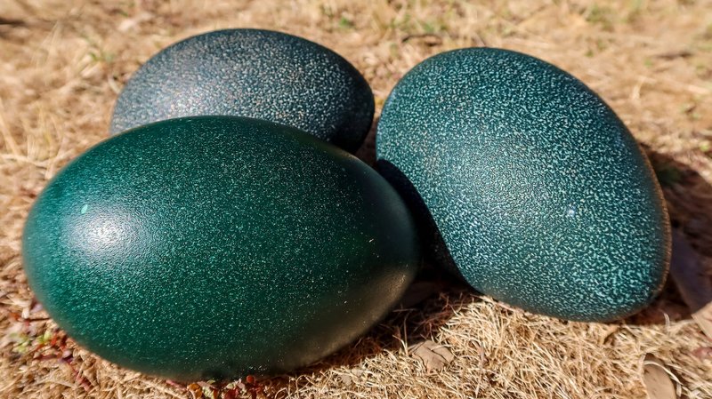 Eggs