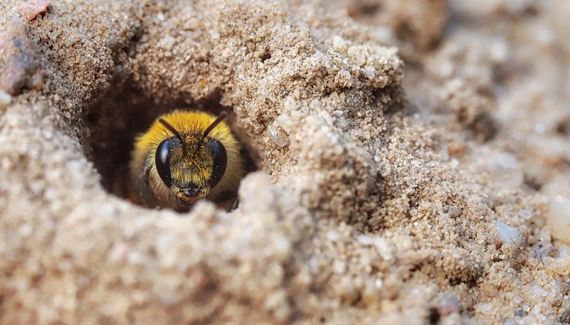 The "Mining Bee" is a ground-nesting, solitary bee. (Shutterstock)