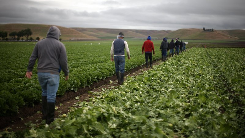 A file photo shows migrant farmworkers preparing to harvest romaine lettuce in King City, Calif. National Farmworkers Awareness Week is celebrate during the week of March 25-31, 2025. (OSV News photo/Lucy Nicholson, Reuters)