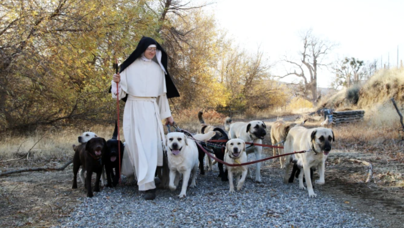 A sister of the Norbertine Canonesses of Bethlehem Priory of St. Joseph walks with some of the priory’s dogs, who are raised as part of their dog-breeding program in 2025. (Courtesy of the Norbertine Canonesses via CNA)