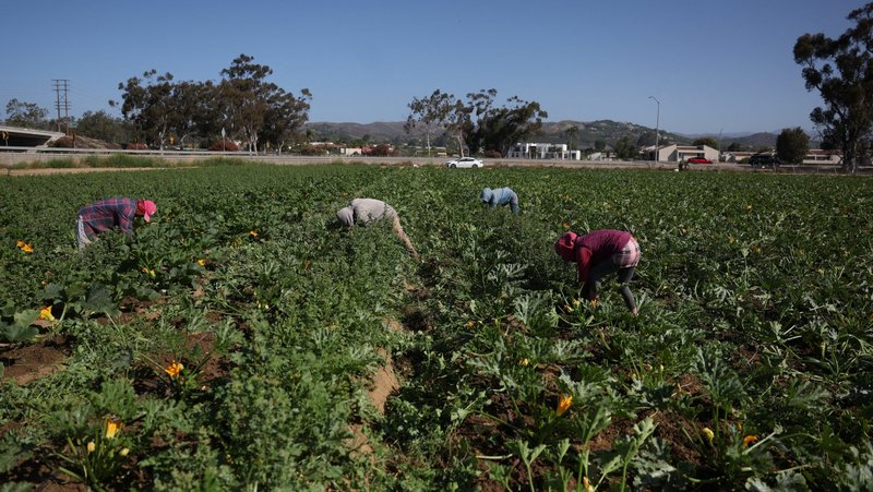 Immigrant workers harvest crops on a farm in Oxnard, Calif., June 22, 2025. Senate Republicans on July 1 passed their version of the One Big Beautiful Bill Act, which would enact key provisions of President Donald Trump’s legislative agenda on taxes and immigration. (OSV News photo/Pilar Olivares, Reuters)