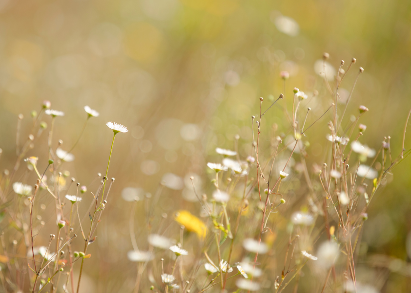 Restore: Retreat for Women Healing from Betrayal Trauma