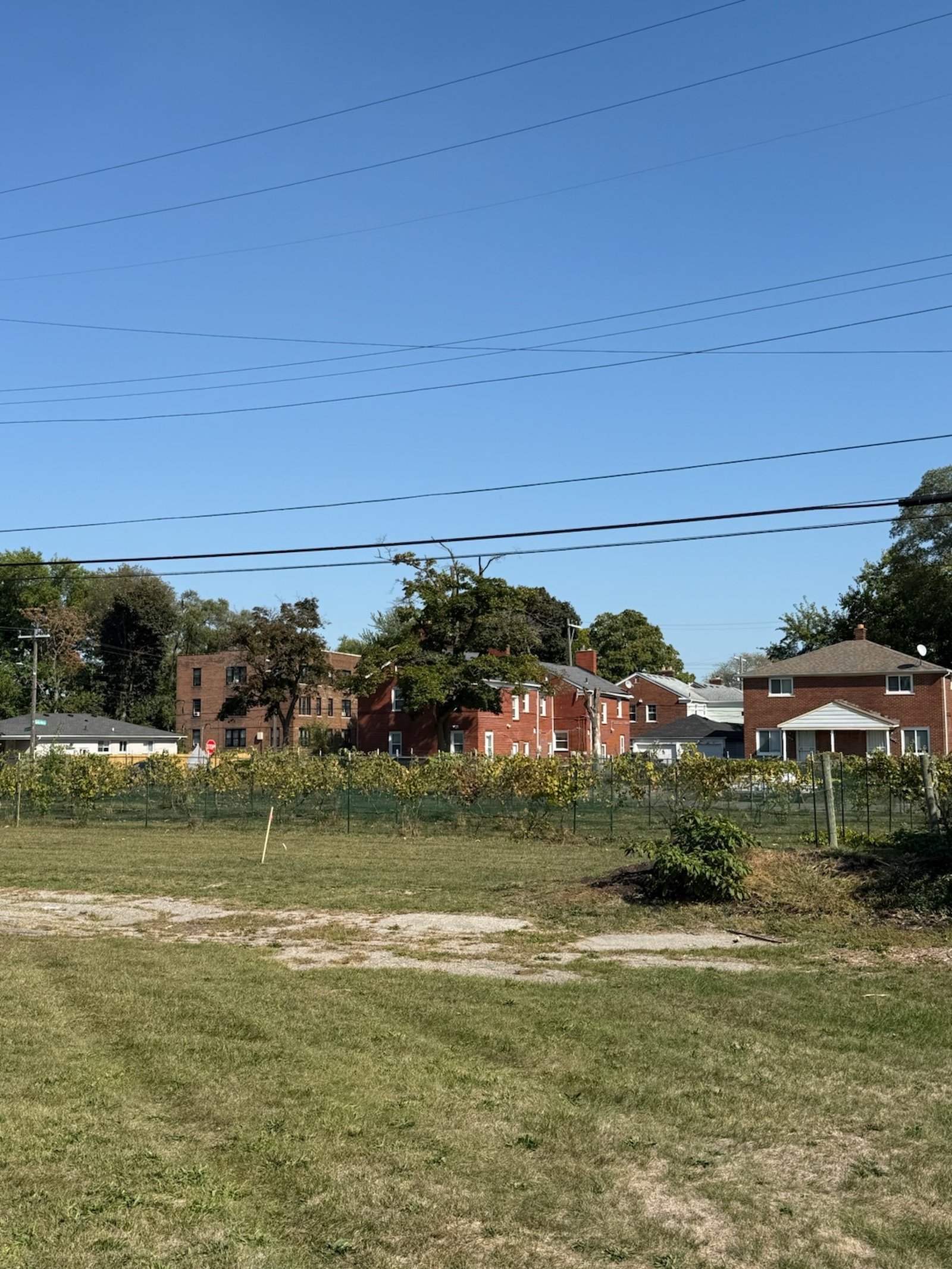 Among the projects at Gesu include a vineyard planted on a formerly vacant lot.