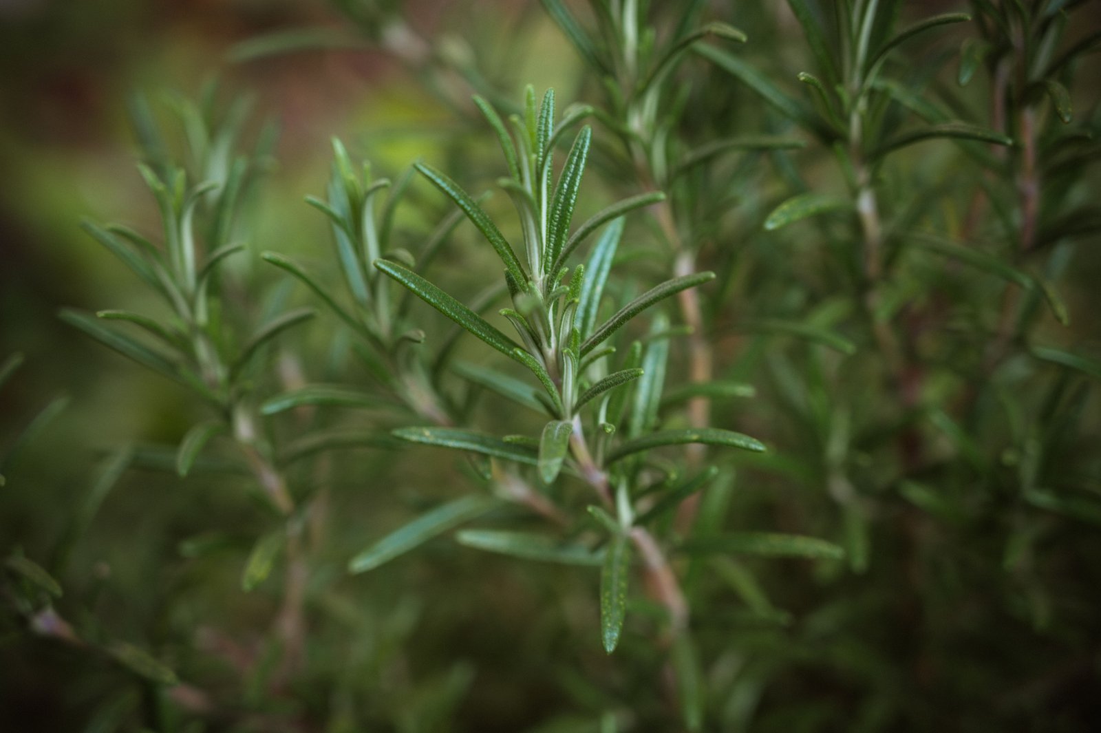 Rosemary (Babette Landmesser via Unsplash)