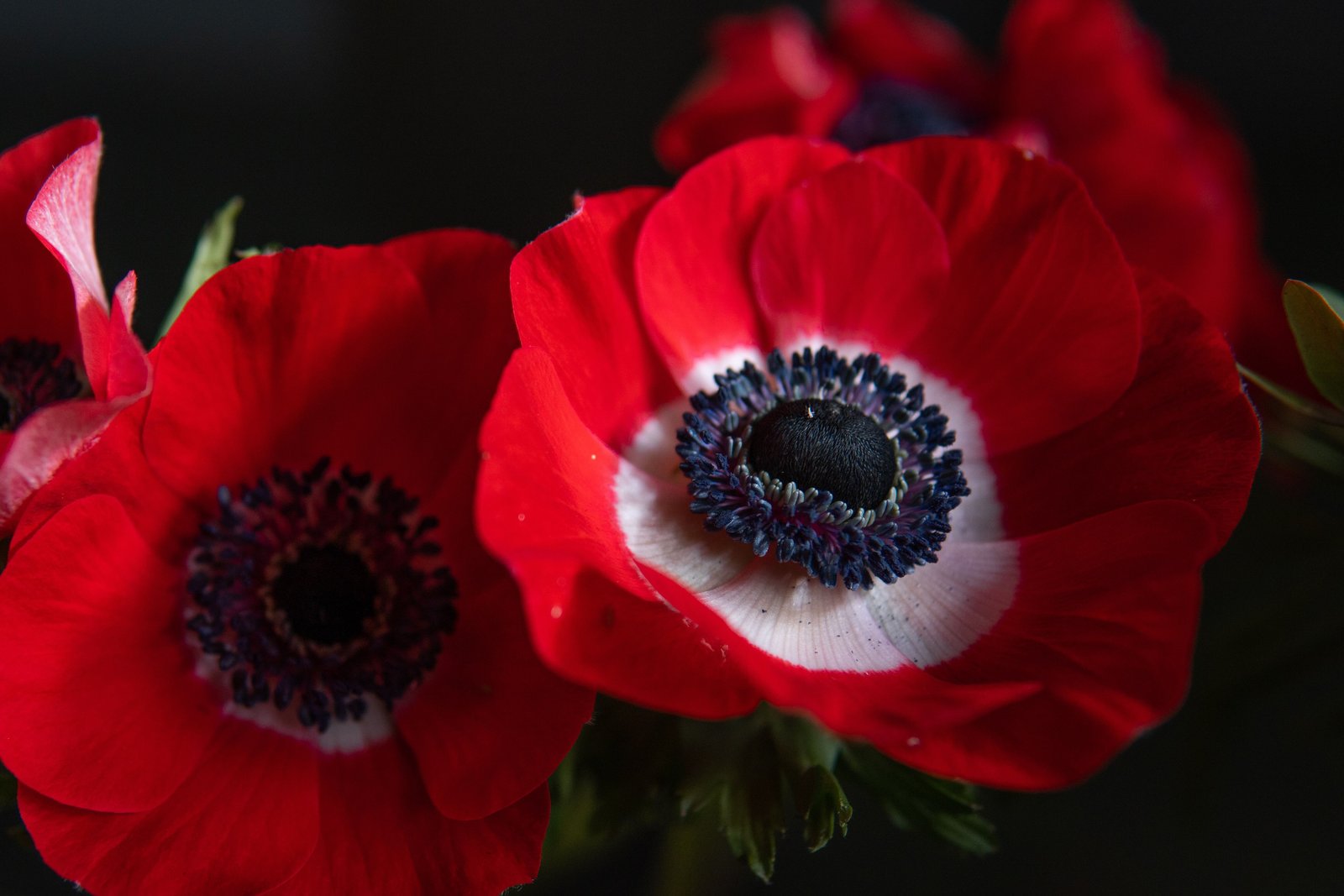 Scarlet Anemone (Barthelemy Rigaud via Unsplash)