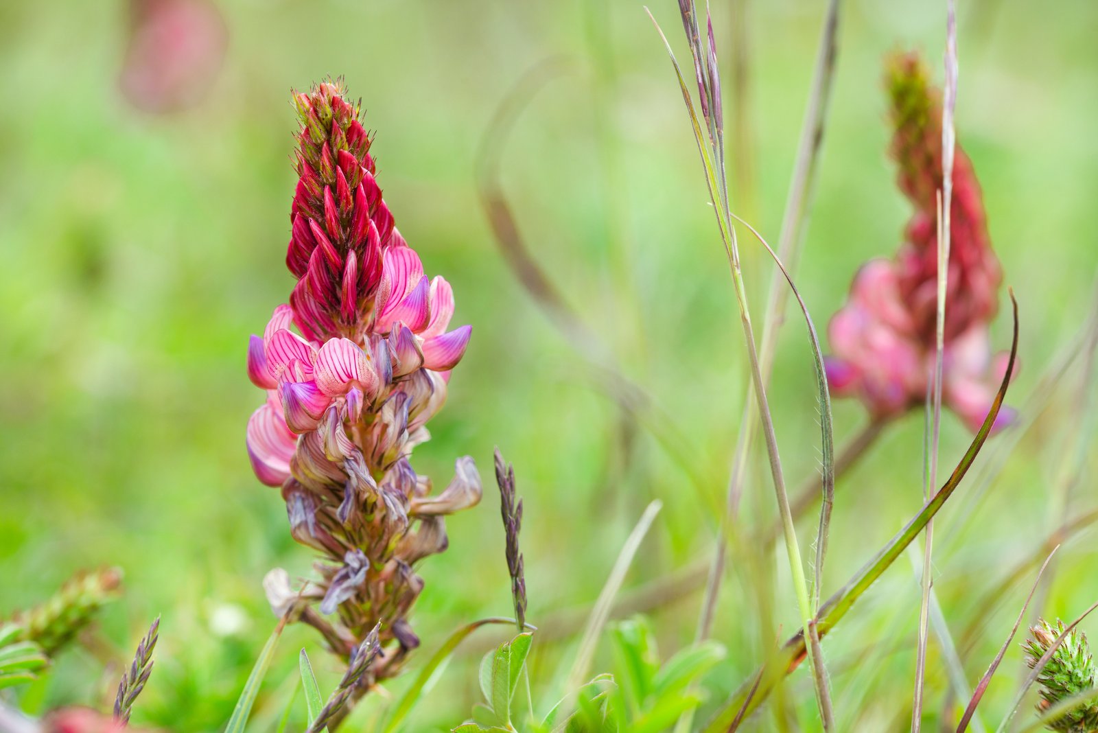 Sainfoin (Joseph Vary via Unsplash)