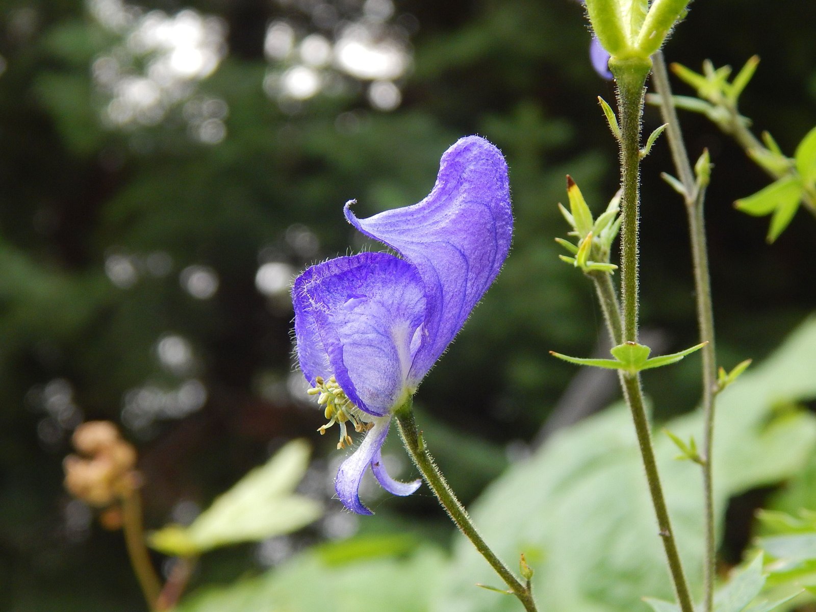 Monkshood (Josie Weiss via Unsplash)