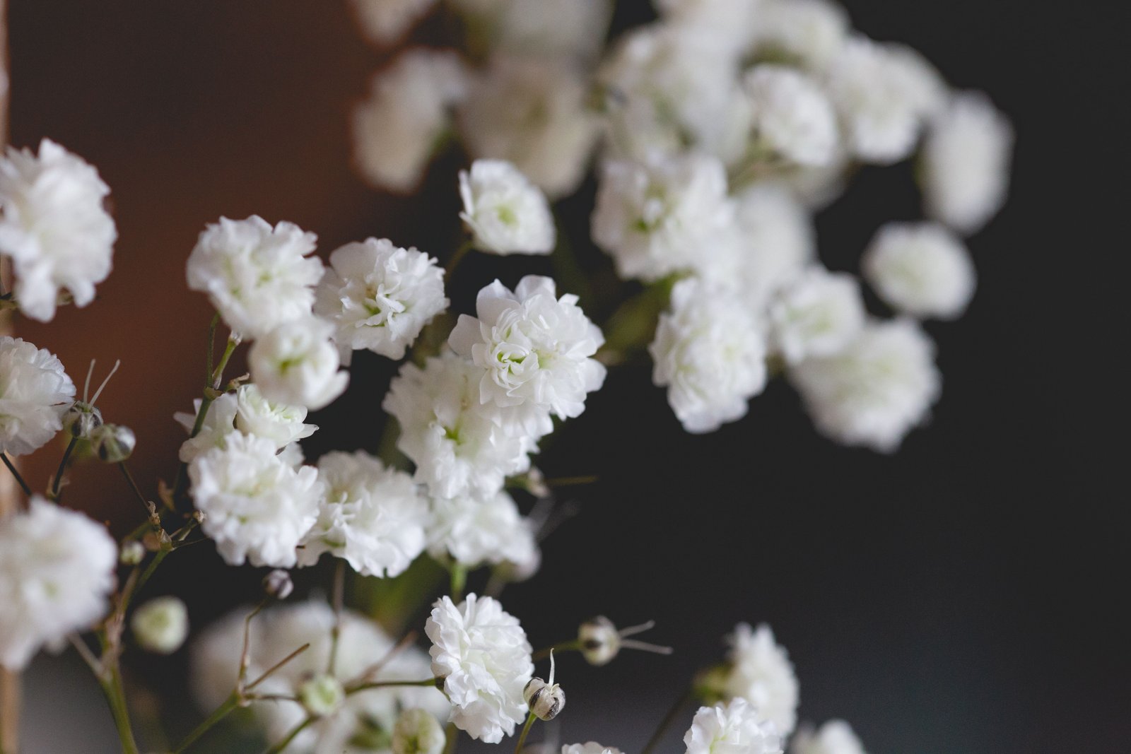 Baby's Breath (Judith Zimmermann via Unsplash)