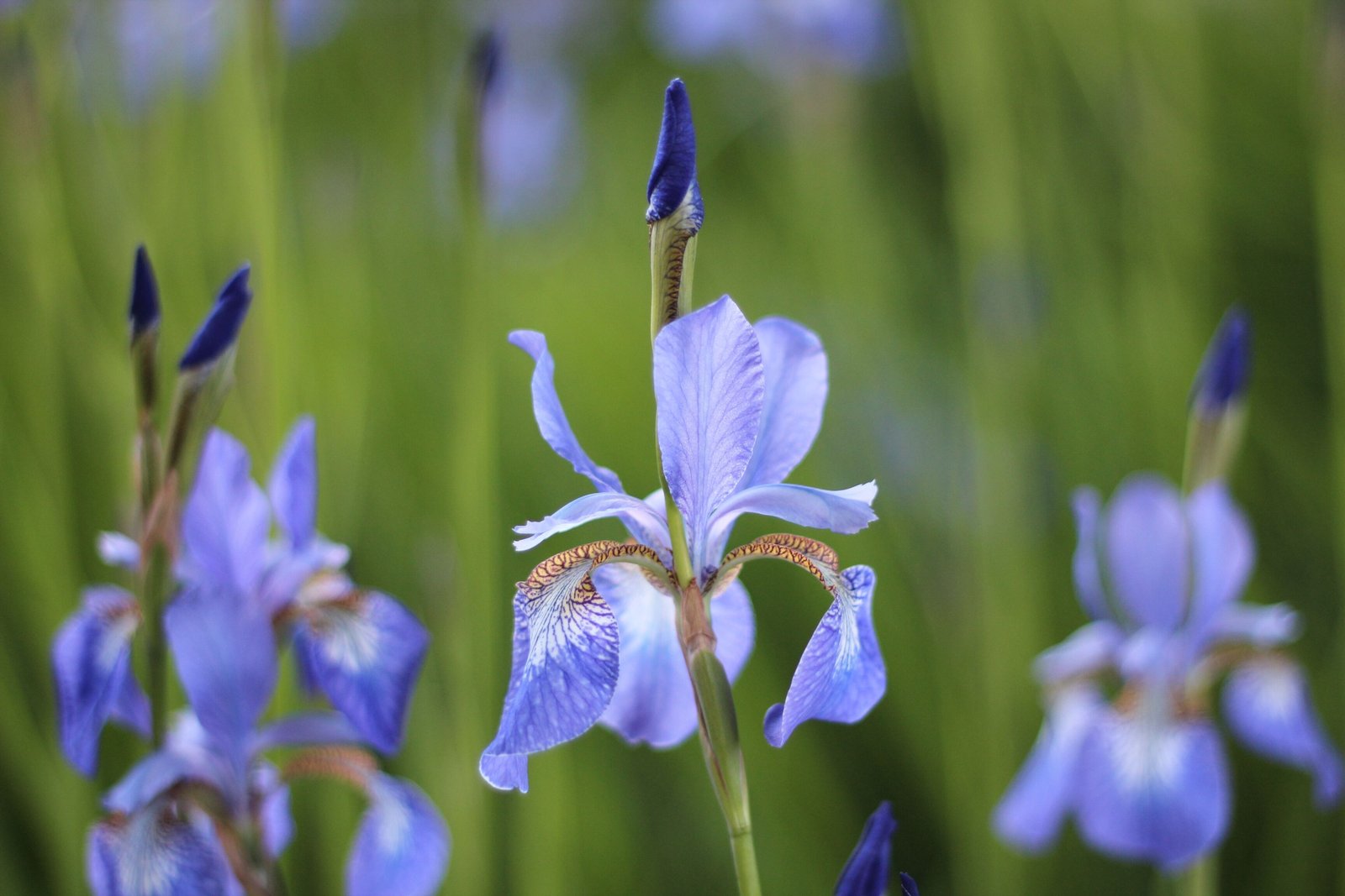 Flag Iris (Tania Malrechauffe via Unsplash)