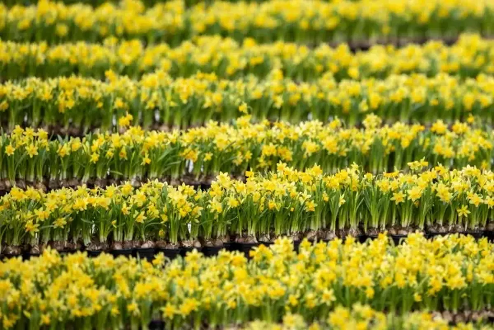 Más de 10.000 ramos de flores adornaron la Plaza de San Pedro. Crédito: Daniel Ibañez/ EWTN News